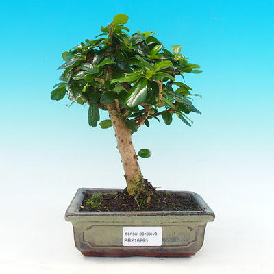 Pokojová bonsai - Carmona macrophylla PB216295 - 1