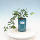 Pokojová bonsai - Grewia occidentalis - Hvězdice levandulová - 1/4