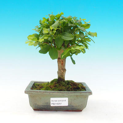 Pokojová bonsai - Ptačí zob PB216297 - 1