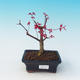 Venkovní bonsai - Javor dlanitolistý - Acer palmatum DESHOJO - 1/2