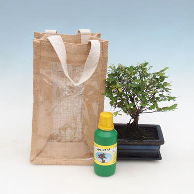 Pokojová bonsai v dárkové krabičce, Sagerecie čajová - Sageretia thea