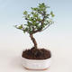 Pokojová bonsai - Sagerécie thea - Sagerécie thea 412-PB2191300 - 1/4