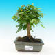 Pokojová bonsai - Ptačí zob PB216301 - 1/3