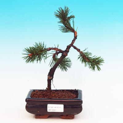 Venkovní bonsai -Borovice kleč VB13301