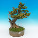 Venkovní bonsai -Zimostrás VB14302 - 1/5