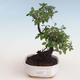 Pokojová bonsai - Sagerécie thea - Sagerécie thea 412-PB2191303 - 1/4