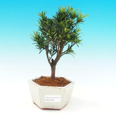Pokojová bonsai-Podocarpus- kamenný tis PB216307 - 1