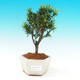 Pokojová bonsai-Podocarpus- kamenný tis PB216307 - 1/4