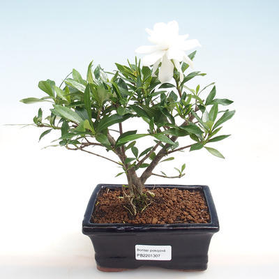 Pokojová bonsai - Gardenia jasminoides-Gardenie - 1