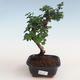Pokojová bonsai - Carmona macrophylla - Čaj fuki PB2191308 - 1/5
