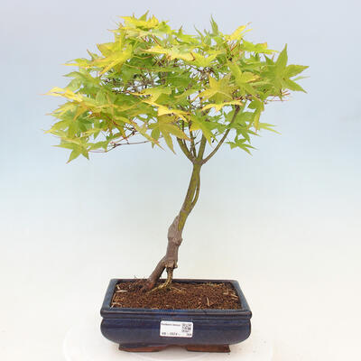 Acer palmatum Aureum - Javor dlanitolistý zlatý - 1