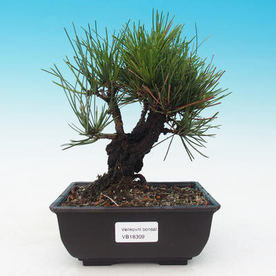Venkovní bonsai - Pinus thunbergii corticosa - borovice korková - 1