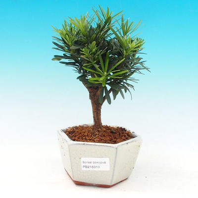 Pokojová bonsai-Podocarpus- kamenný tis PB216310 - 1
