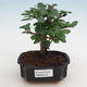 Pokojová bonsai - Carmona macrophylla - Čaj fuki - 1/5