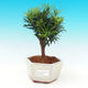 Pokojová bonsai-Podocarpus- kamenný tis PB216310 - 1/4