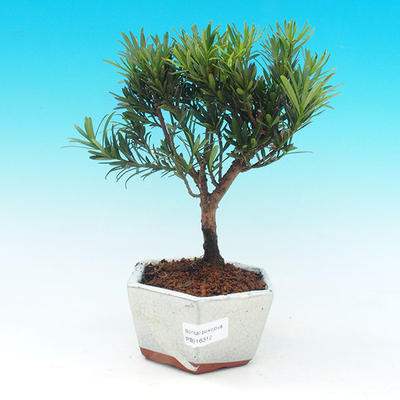 Pokojová bonsai-Podocarpus- kamenný tis PB216312 - 1