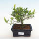 Pokojová bonsai - Gardenia jasminoides-Gardenie - 1/2