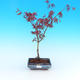 Venkovní bonsai - Javor palmatum Trompenburg - Javor  dlanitolistý červený - 1/3