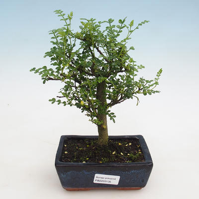 Pokojová bonsai - Zantoxylum piperitum - pepřovník - 1
