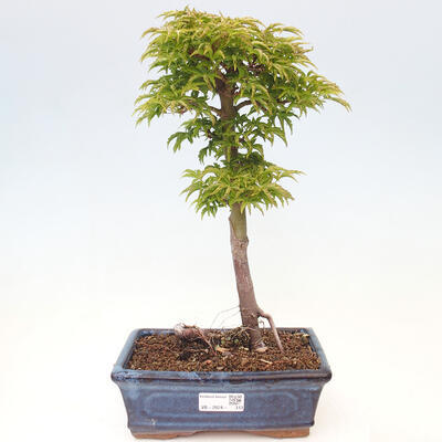 Venkovní bonsai -Javor dlanitolistý Acer palmatum Shishigashira - 1