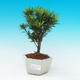 Pokojová bonsai-Podocarpus- kamenný tis PB216314 - 1/4