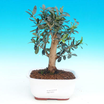 Pokojová bonsai - Oliva evropská PB214314 - 1