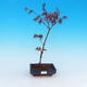 Venkovní bonsai - Javor palmatum Trompenburg - Javor  dlanitolistý červený - 1/3
