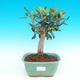 Pokojová bonsai - Oliva evropská PB214315 - 1/6