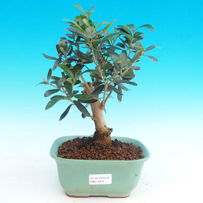 Pokojová bonsai - Oliva evropská PB214316 - 1