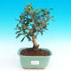 Pokojová bonsai - Oliva evropská PB214316 - 1/6