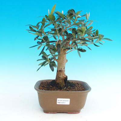 Pokojová bonsai - Oliva evropská PB214317 - 1