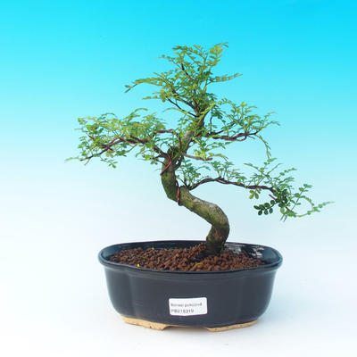 Pokojová bonsai - Zantoxylum piperitum - pepřovník - 1