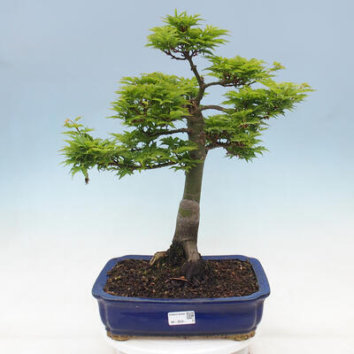 Venkovní bonsai -Javor dlanitolistý Acer palmatum Shishigashira - 1