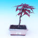 Venkovní bonsai - Javor dlanitolistý - Acer palmatum DESHOJO - 1/2