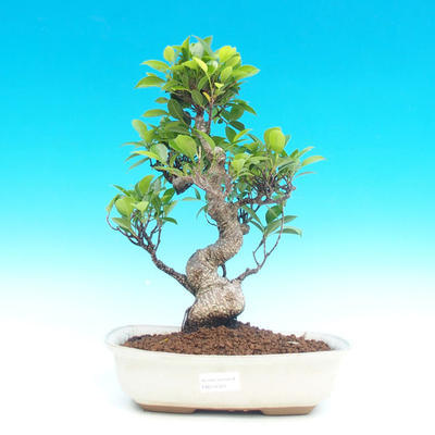 Pokojová bonsai - malolistý fíkus PB214320 - 1