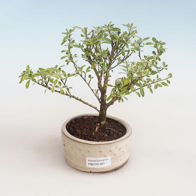Pokojová bonsai - Serissa foetida Variegata - Strom tisíce hvězd PB2191320 - 1