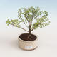 Pokojová bonsai - Serissa foetida Variegata - Strom tisíce hvězd PB2191320 - 1/2