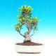 Pokojová bonsai - malolistý fíkus PB214320 - 1/3