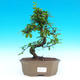 Pokojová bonsai - Carmona macrophylla PB214323 - 1/5