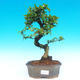 Pokojová bonsai - Carmona macrophylla PB214324 - 1/5