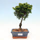 Venkovní bonsai - Cham.pis obtusa Nana Gracilis - Cypřišek - 1/3