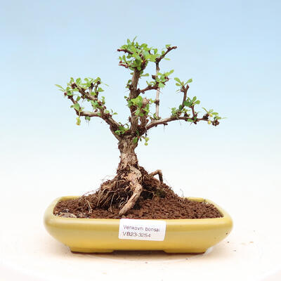 Venkovní bonsai - Berberis thunbergii Kobold - Dřištál Thunbergův - 1