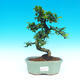 Pokojová bonsai - Carmona macrophylla PB214326 - 1/5