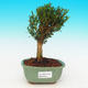 Pokojová bonsai korkový buxus PB216326 - 1/4