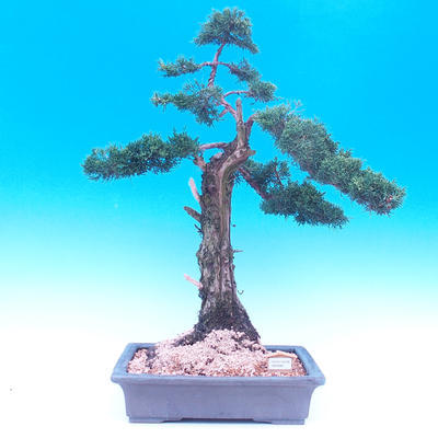 Venkovní bonsai-Juniperus chinenssis-Jalovec čínský - 1