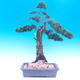 Venkovní bonsai-Juniperus chinenssis-Jalovec čínský - 1/6