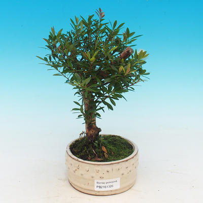 Pokojová bonsai Syzygium -Pimentovník PB217385 - 1
