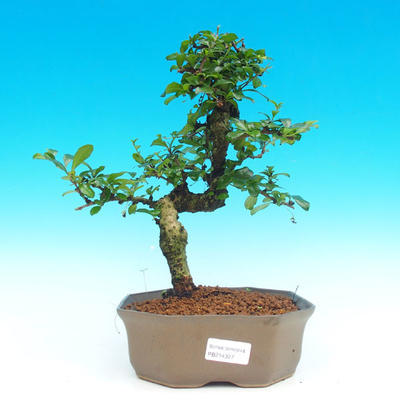 Pokojová bonsai - Carmona macrophylla PB214327 - 1