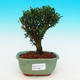 Pokojová bonsai korkový buxus PB216327 - 1/4