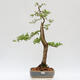 Venkovní bonsai - Larix decidua - Modřín opadavý - POUZE PALETOVÁ PŘEPRAVA - 1/5